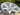 Volk Racing TE37 Saga SL 18x9.5 5x114.3 +22 Dash White (Set of 4)